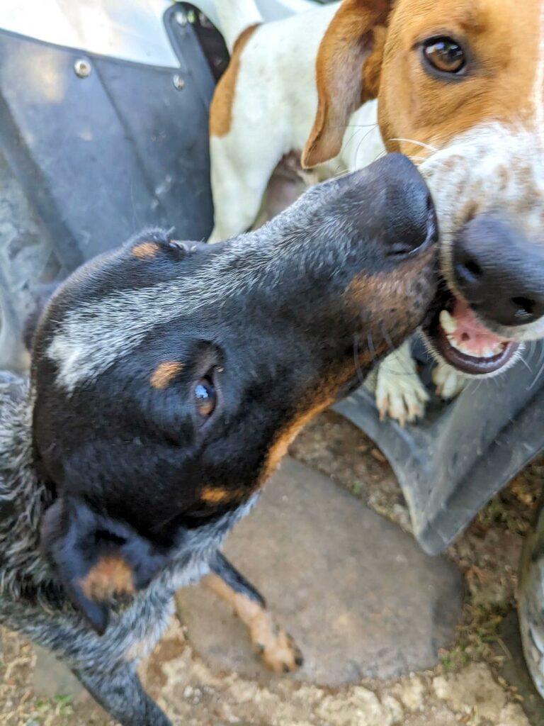 two dog friends living the Pura Vida in Costa Rica