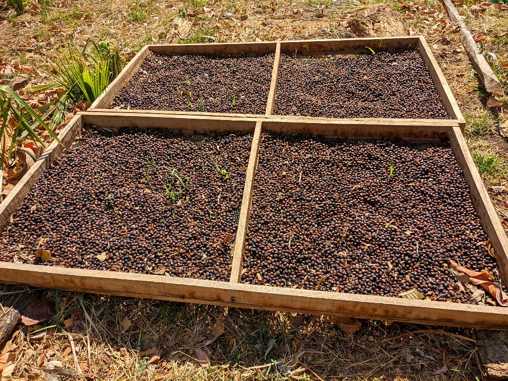 Coffee beans spread out to dry under the bright sun, a traditional step in Costa Rican coffee production