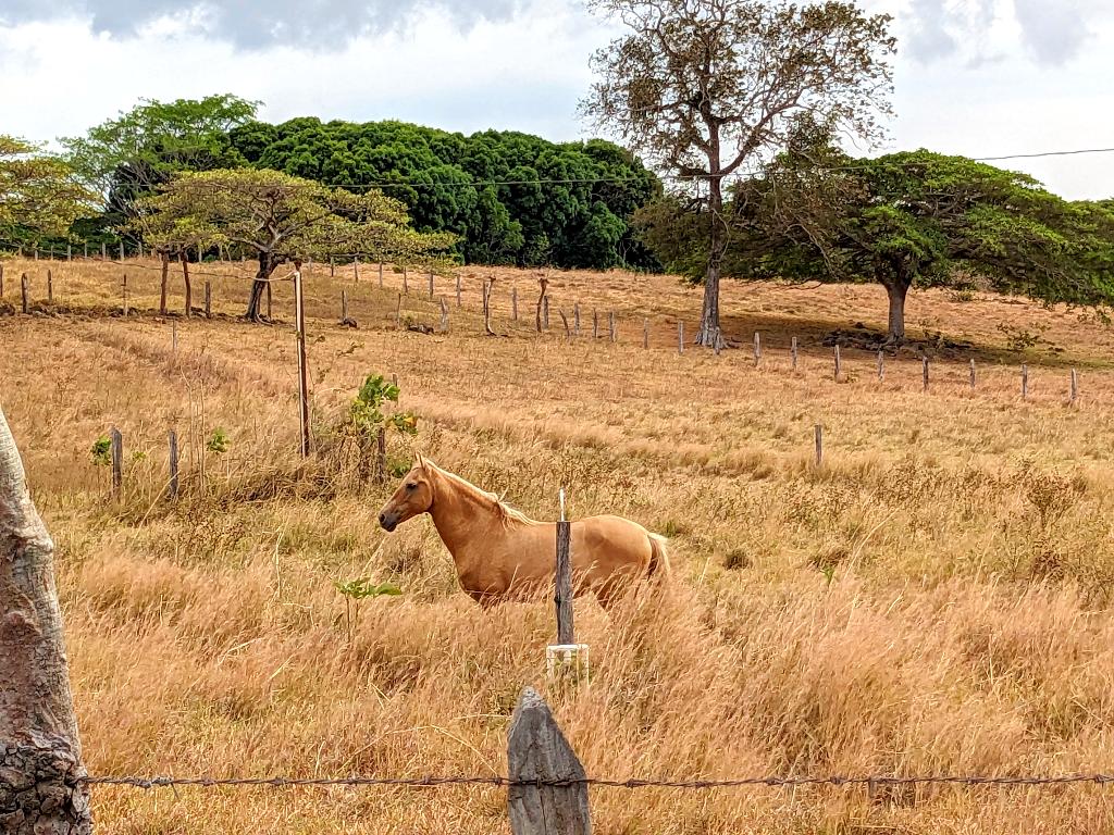 Beautiful horses and views at La Unión