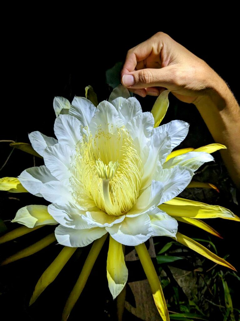 Big flower of Dragon Fruit