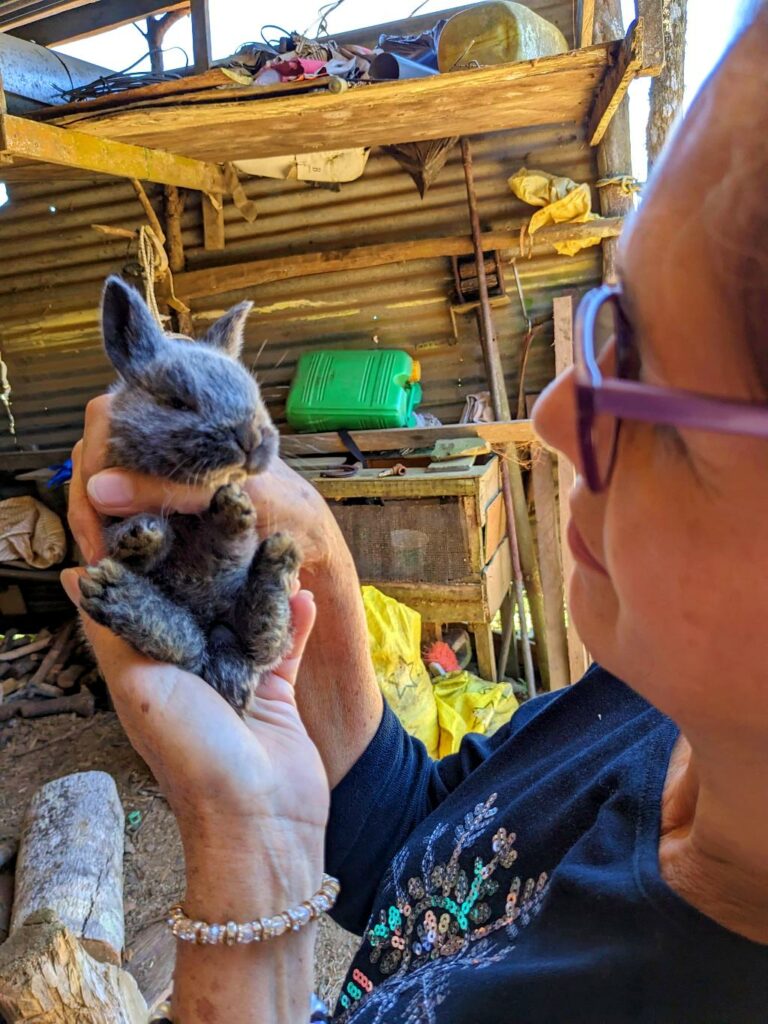 Exploring and discovering little bunny