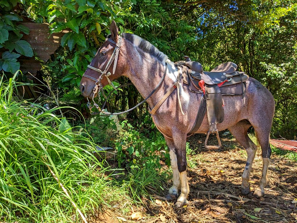 Horses are still frequent transportation method in the rural La Unión