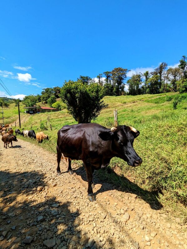 Cows being herd to other pastures