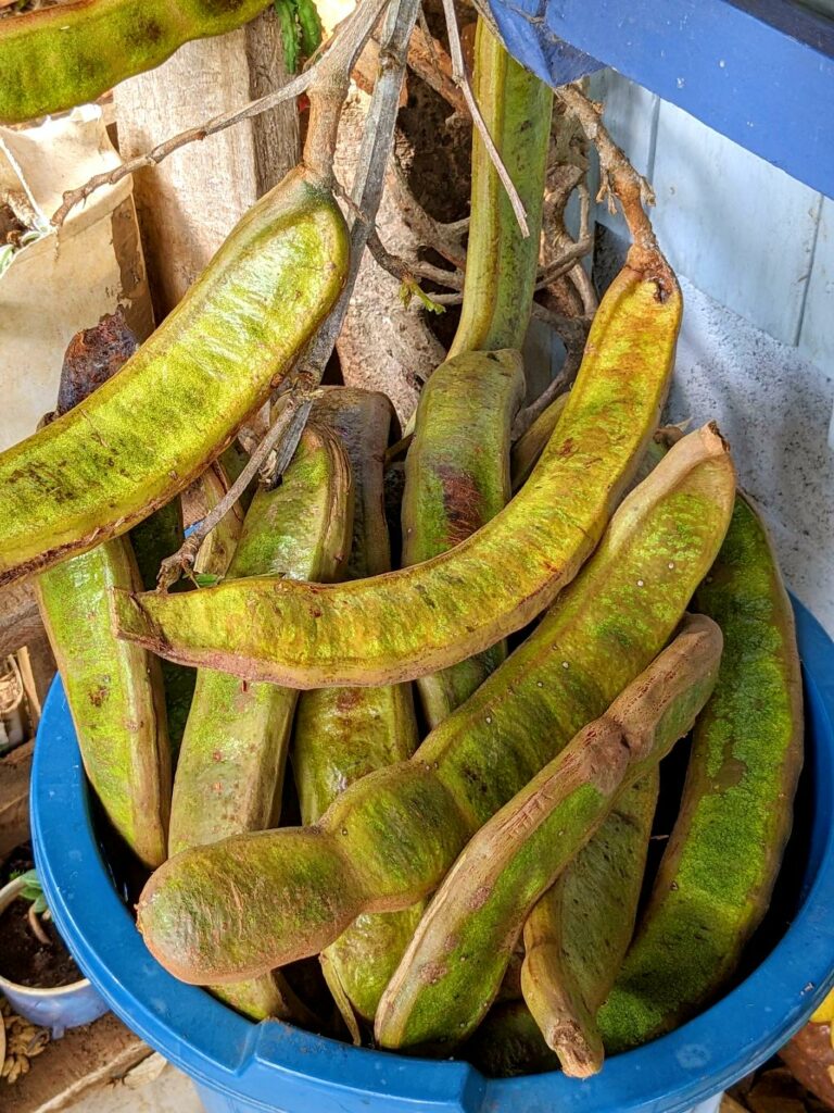 Guabas (Inga edulis) a tasty fruit family of the Fabaceas