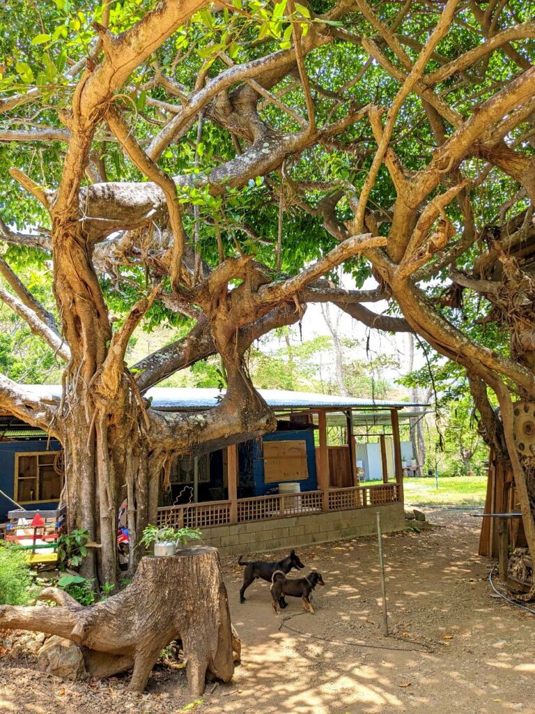 Two ficus trees framing the entrance of a local rural house