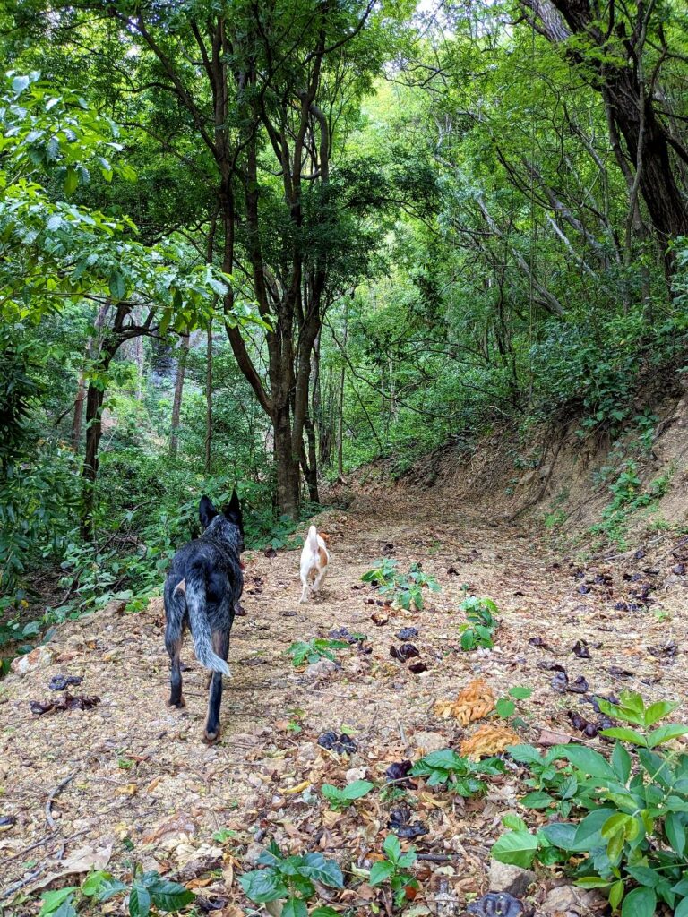 Walking the dogs in some of the trails in La Unión