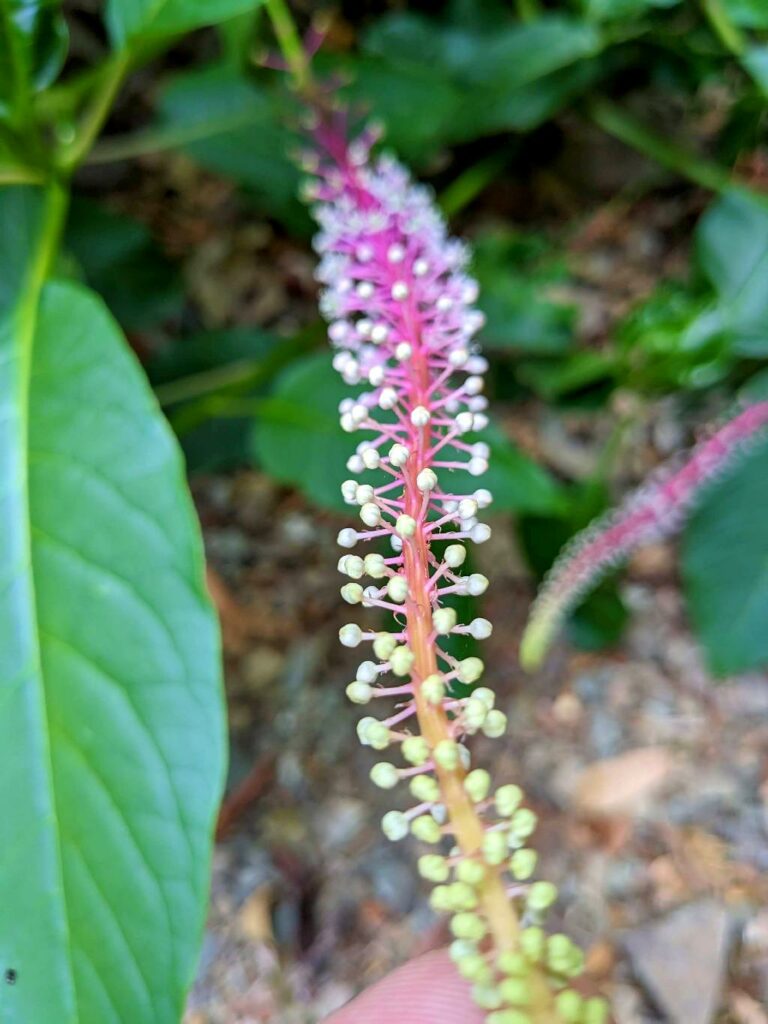 abundance of Colorful flowers in La Unión