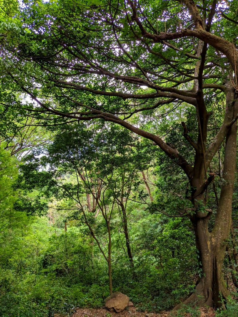 Secondary forest previous grassfields