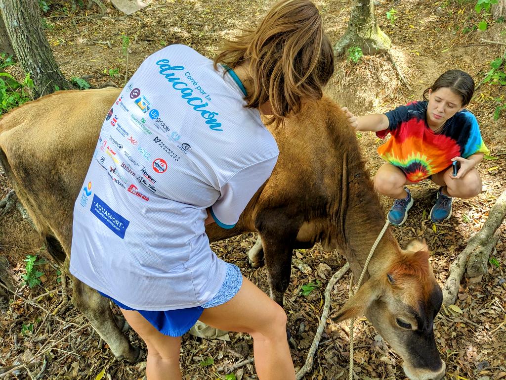 Two travelers taking care of blue berry the cow