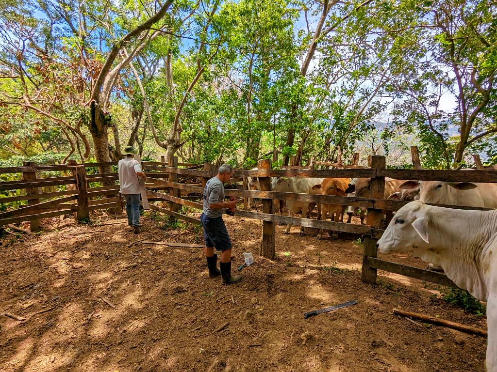 Two Costa Rican farmers tending to cattle in a corral