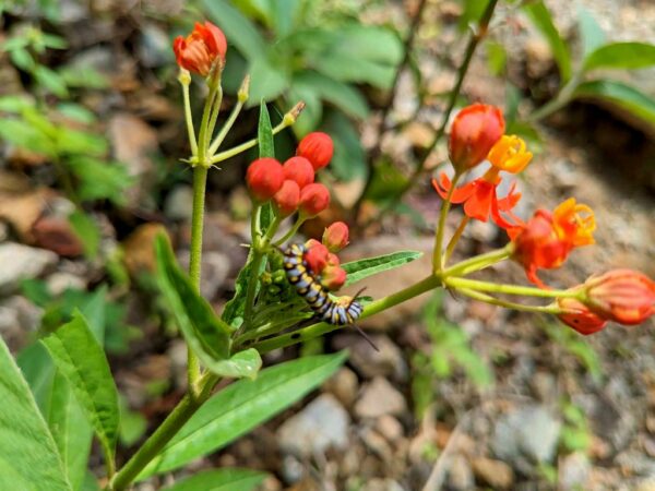 Host plant for beautiful butterfly's caterpillars