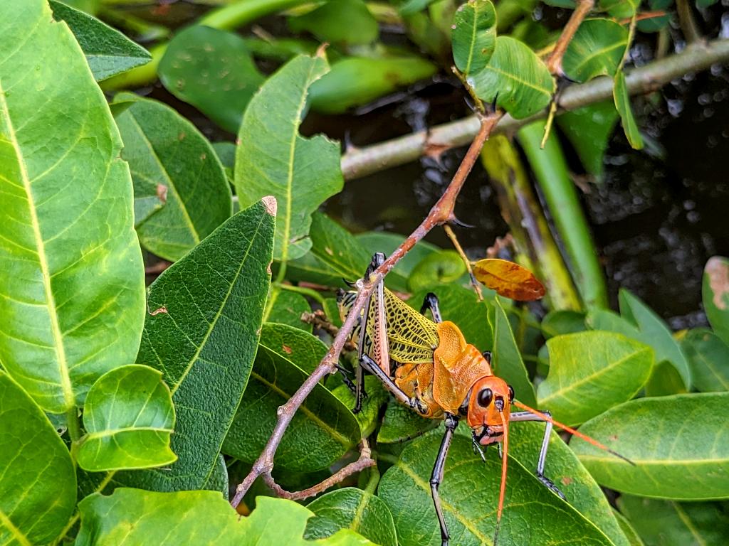 Close-up of a grasshopper nestled among green leaves.