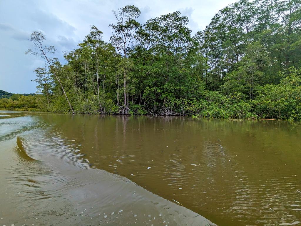 A partial view of the Sierpe River and its green riverbank