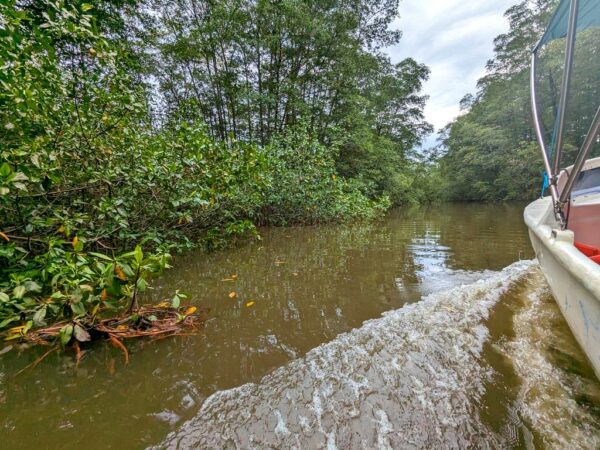 A boat navigating slowly through the narrow channels of the Sierpe mangrove, scouting for wildlife.