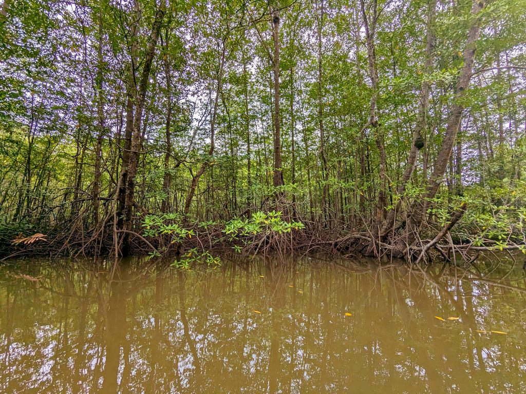 A tranquil view of the still waters of a mangrove forest showcasing an intricate root system