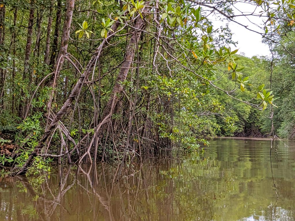 Closeup view of the roots and branches in a thriving mangrove habitat