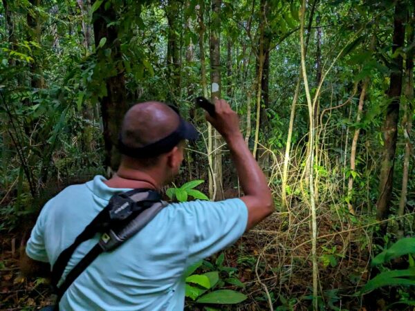 Tour guide Freddy searching for tapirs in a secondary forest at dusk