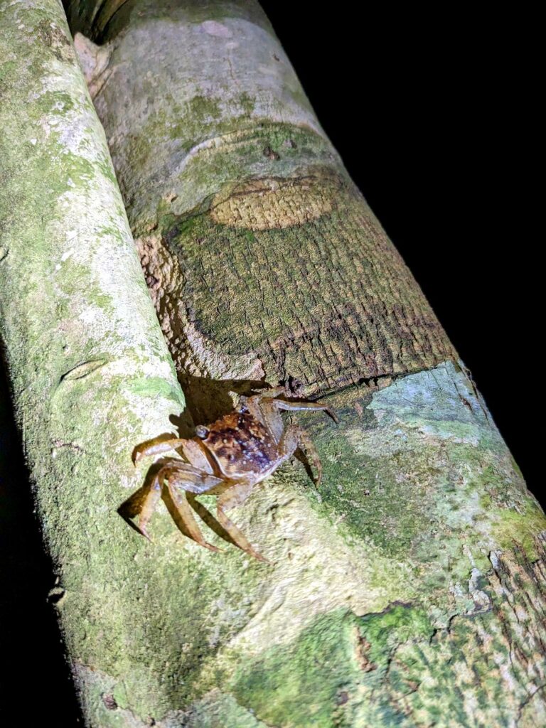 A crab perched on a branch after sunset