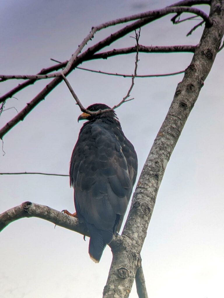 A common hawk perched on a branch overlooking the ocean