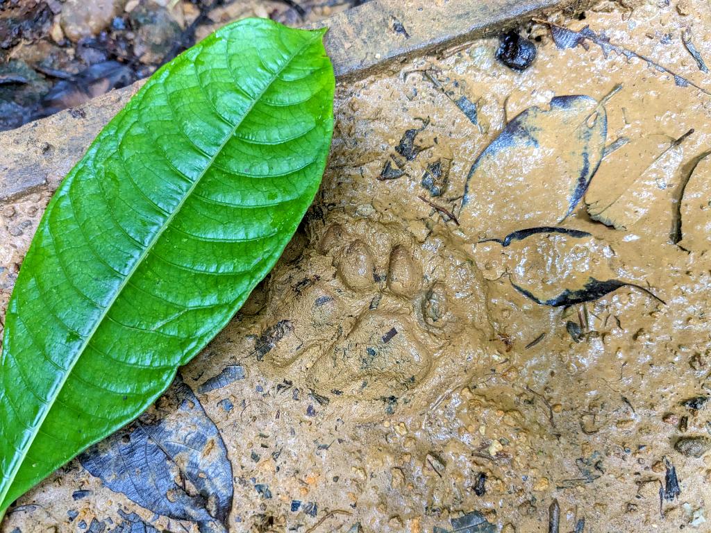 Fresh feline footprint next to a small leaf for size comparison
