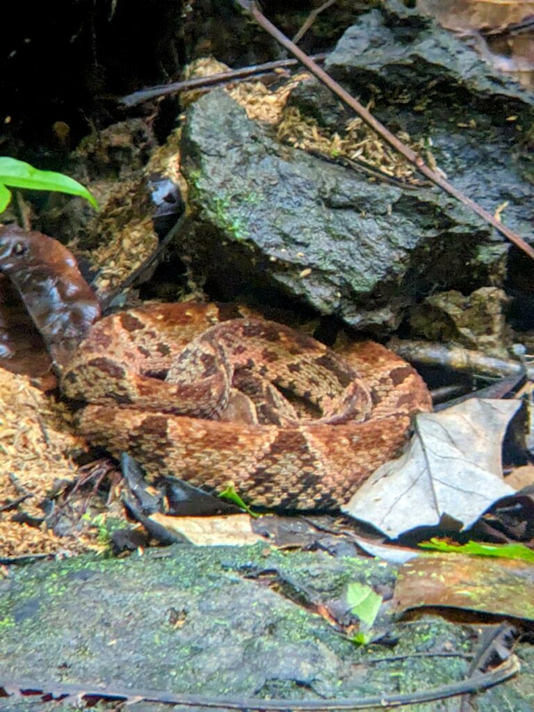A venomous fer-de-lance snake resting by a rocky water stream