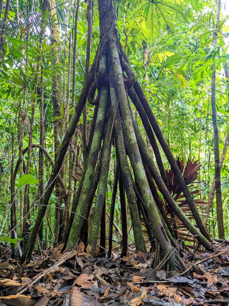 A jungle tree known as the 'walking palm tree'