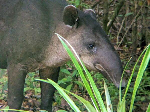 Closeup view of a male tapir in the Costa Rican forest