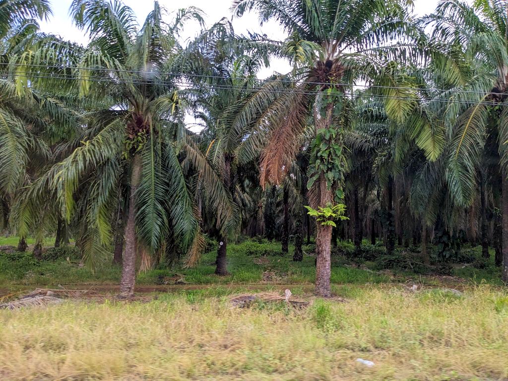 Sustainable oil-palm plantation set in the South Pacific region of Costa Rica