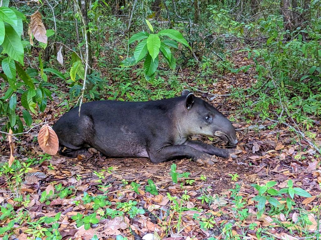 A male tapir resting during the day in the dense Corcovado forest