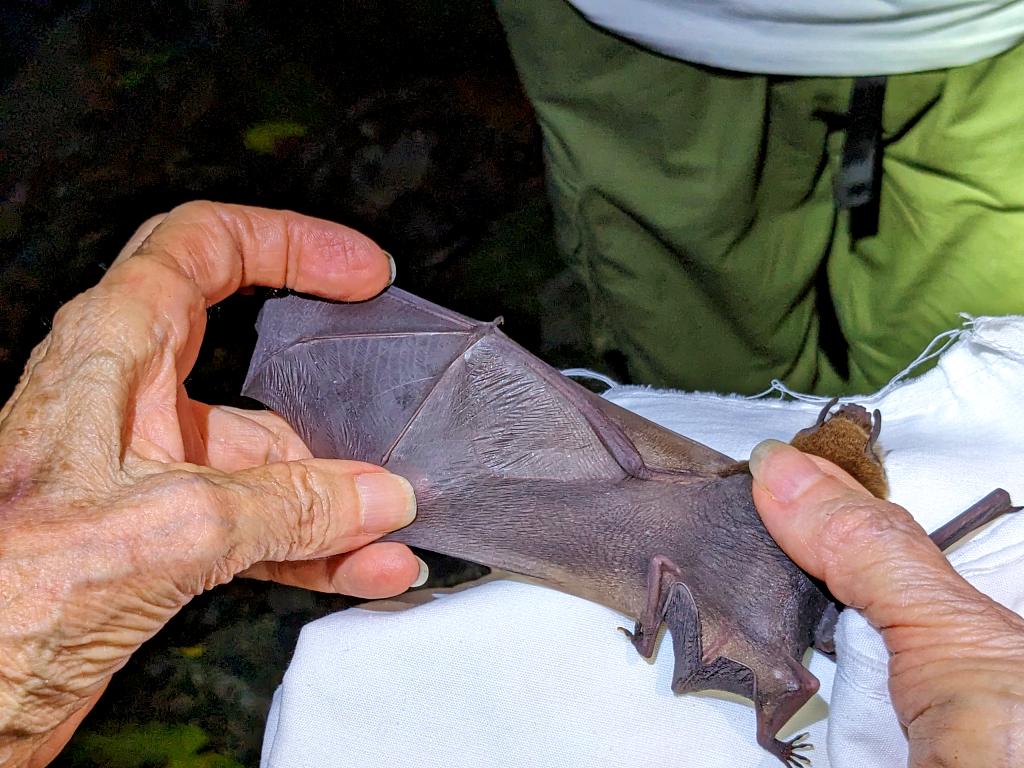 Nancy holding a bat that students caught with a net for learning about these unique mammals