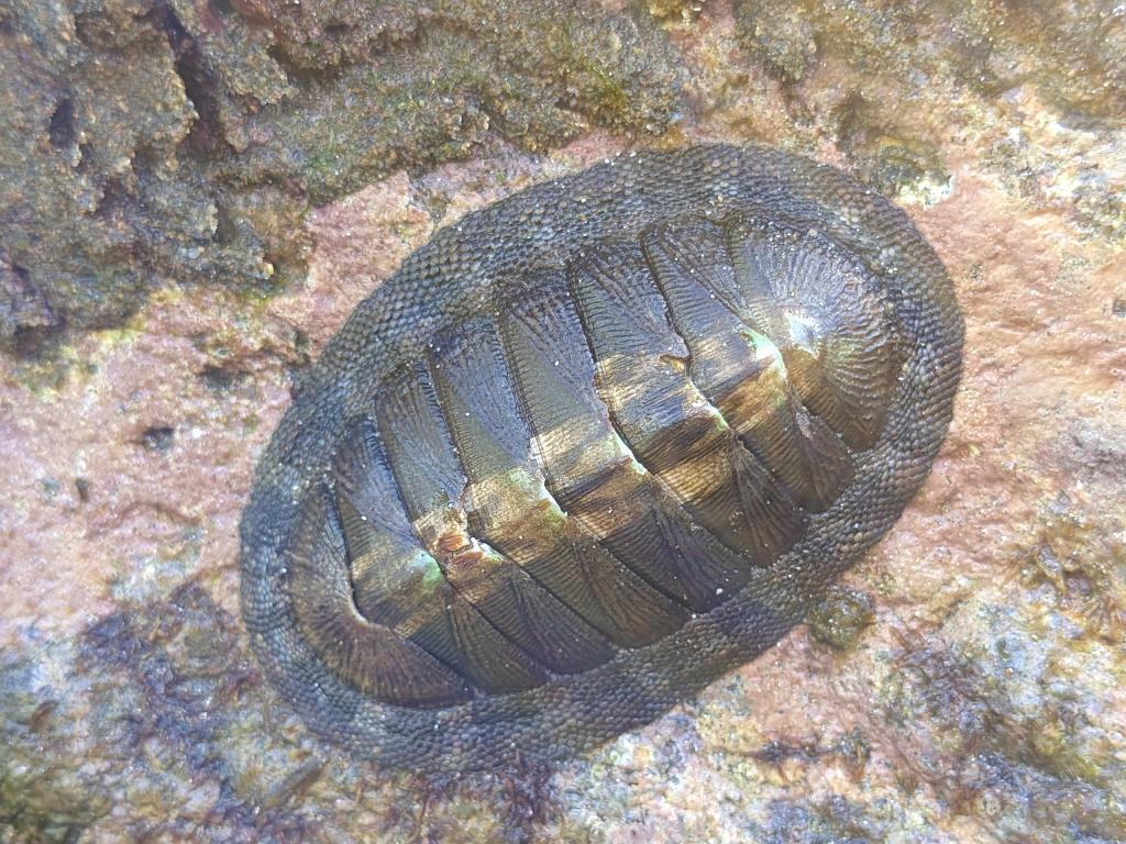 Close-up of a chiton, a marine animal that lives on the rocks by the shore