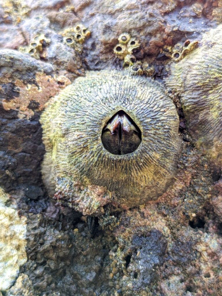 Close-up view of a 'Percebe' or Tetraclita