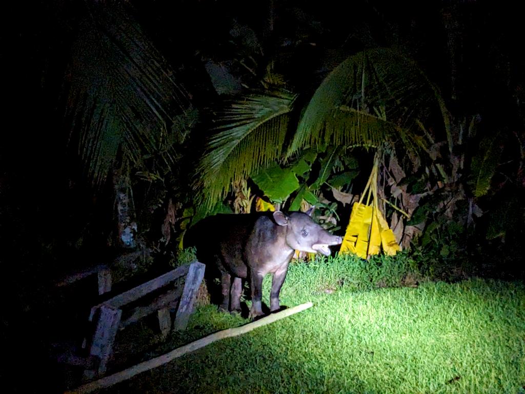 A mother tapir sniffing around during a night walk in search of plantains