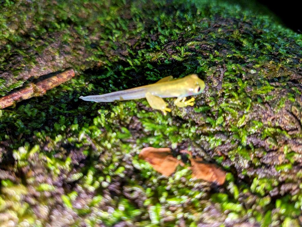 A tiny green frog still bearing a tail, transitioning from a tadpole to a frog