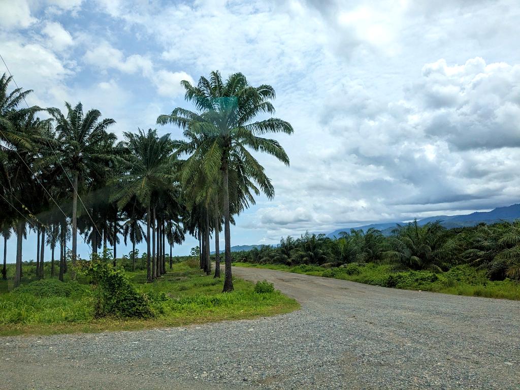 View of oil palms, unpaved roads, and a distant forest in Costa Rica