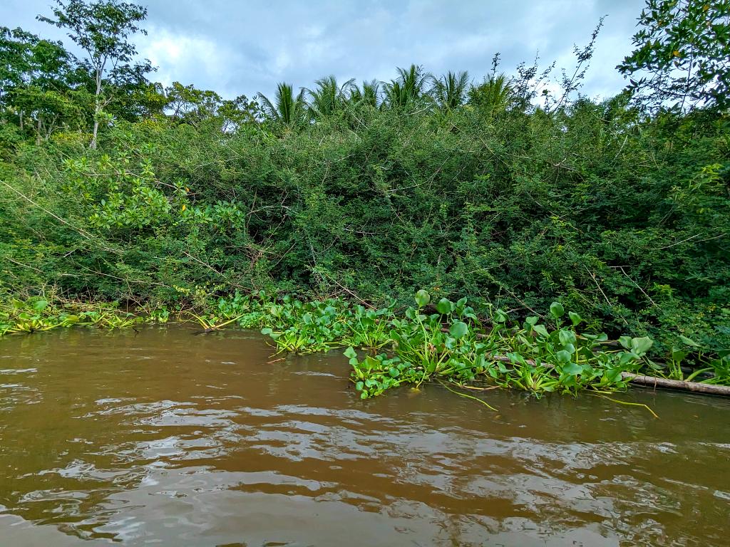 Lush riverbanks and invasive aquatic plants on the Sierpe River