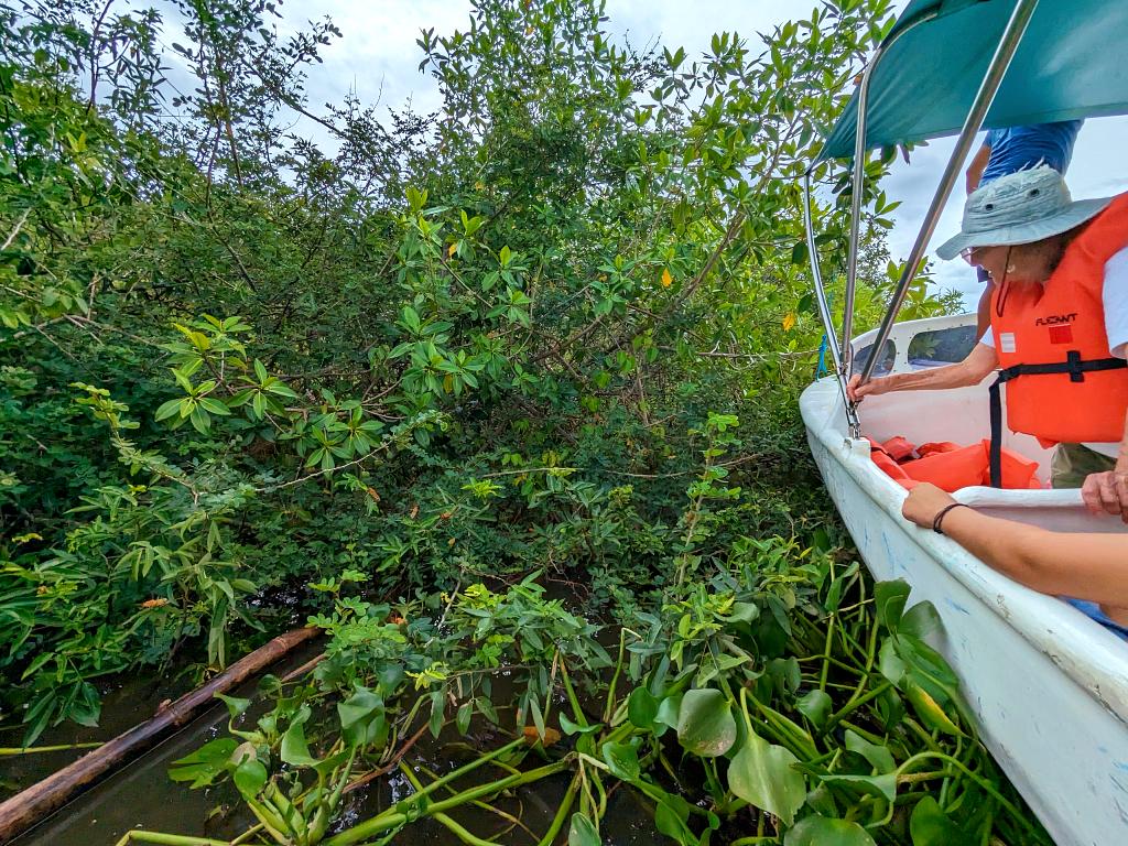 Tourists learning about mangroves and riverside flora and fauna from a boat