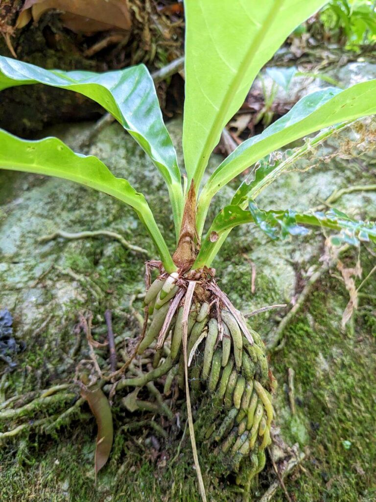 "Tabacon" plant growing on a rock at Boquerones Hike in Bajo Caliente.