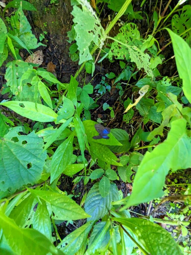 Vibrant blue butterfly resting on a leaf at Boquerones Hike.