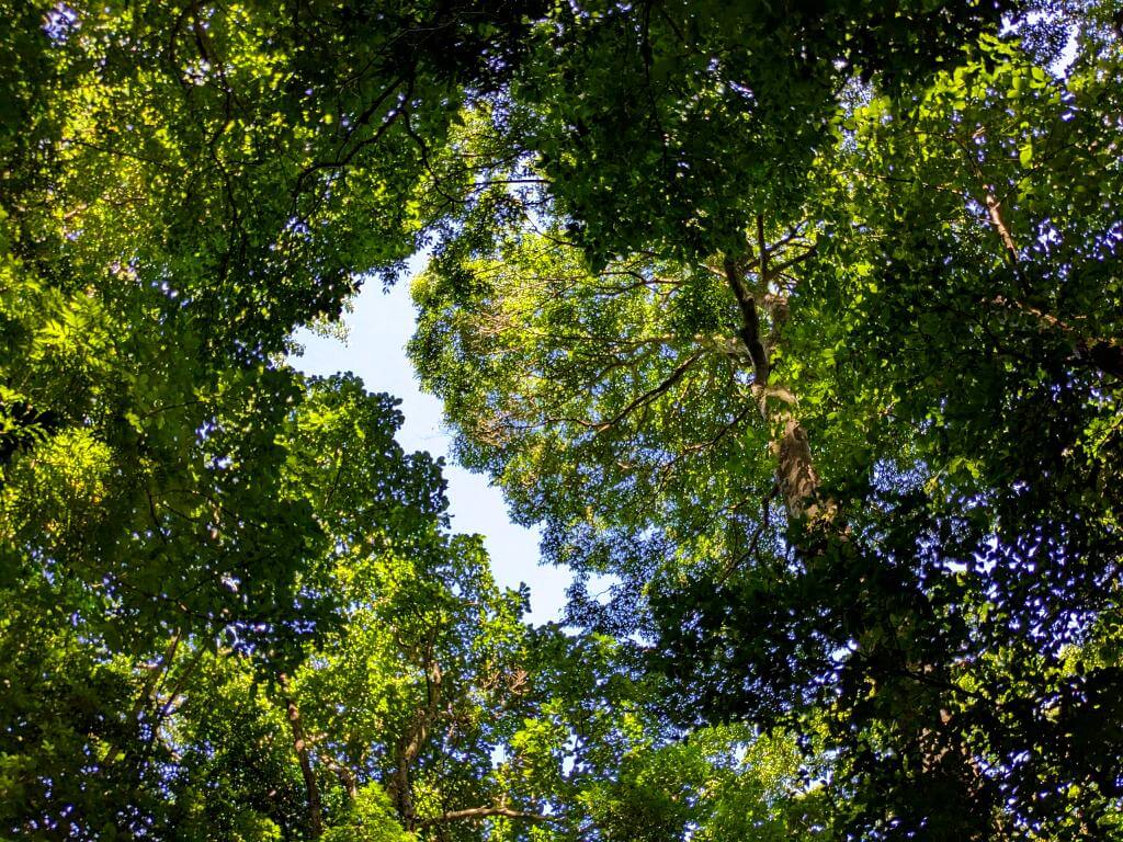 Lush forest canopy overhead at Boquerones Hike, a snapshot of Costa Rica's rich biodiversity.