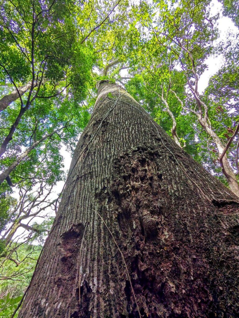 Close-up of a massive Ceiba Pentandra trunk at Boquerones, with its towering canopy visible.