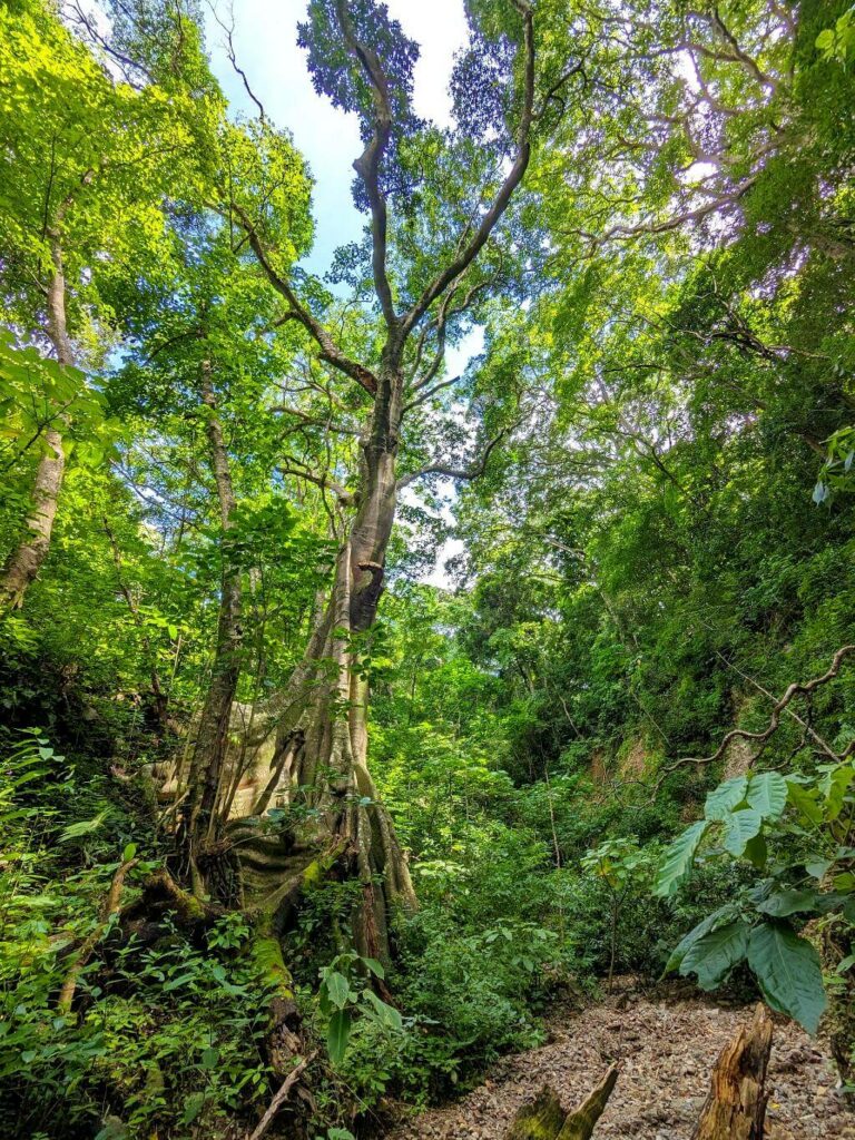 Tall Chilamate tree, a type of Ficus, standing prominently in Boquerones.