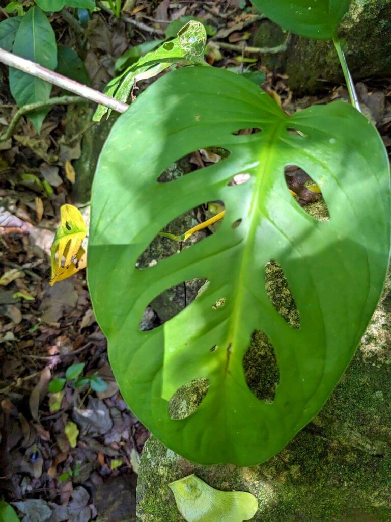 Leaf of Monstera Obliqua, also known as the Swiss Cheese Vine, spotted on the Boquerones Hike trail.