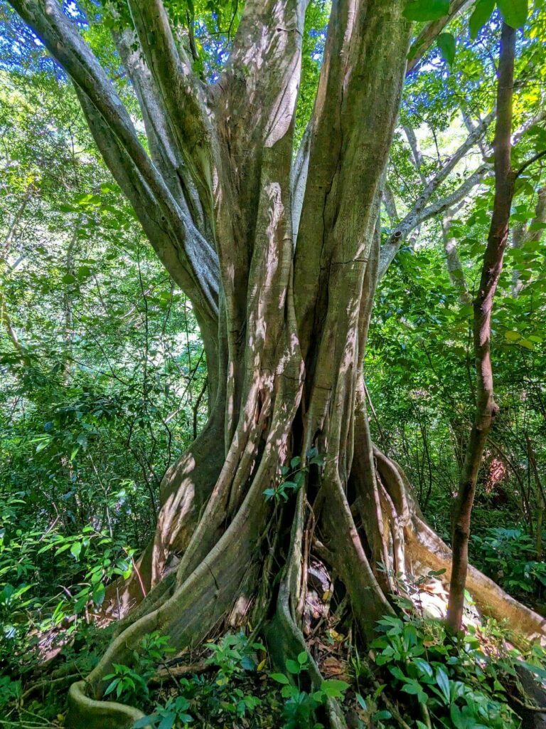 Close-up of a tall Ficus tree's distinctive trunk, roots, and twisted features, essential habitat for diverse wildlife.