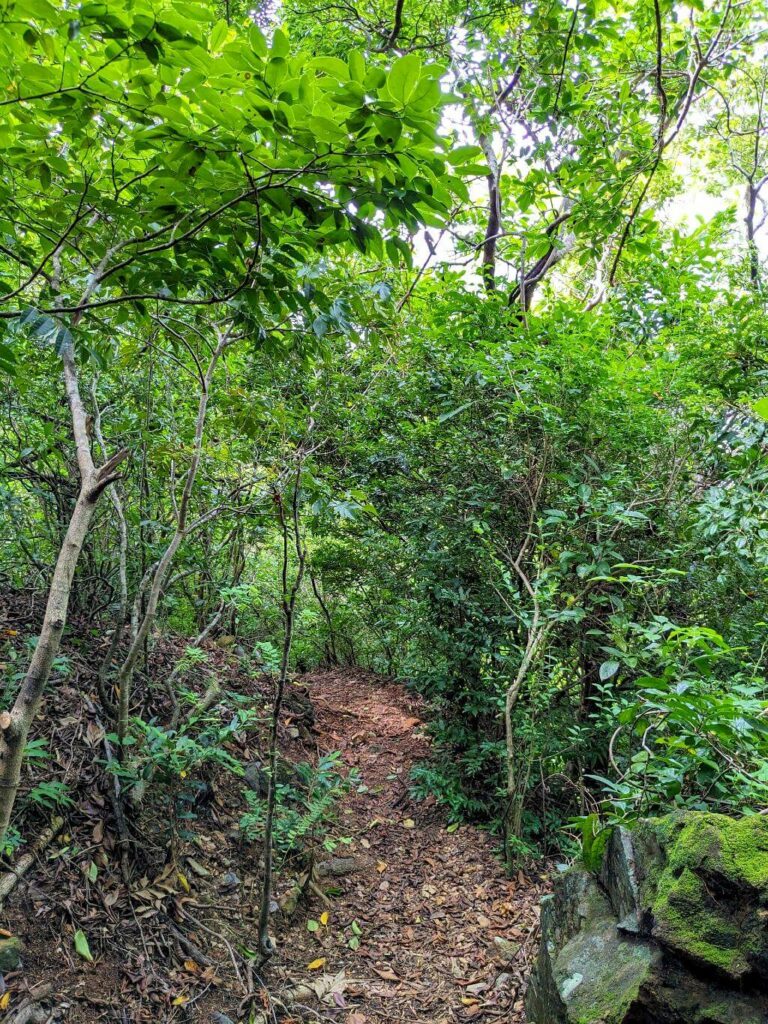 Leaf-strewn narrow pathway amidst the dense foliage of the El Encanto hike.