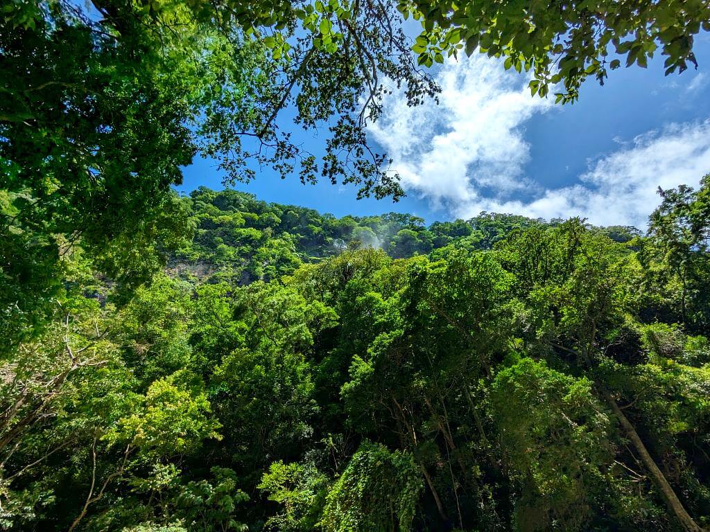 Expansive forest near the Aranjuez River Canyon under blue skies, captured during the Boquerones Hike in Bajo Caliente, Puntarenas.
