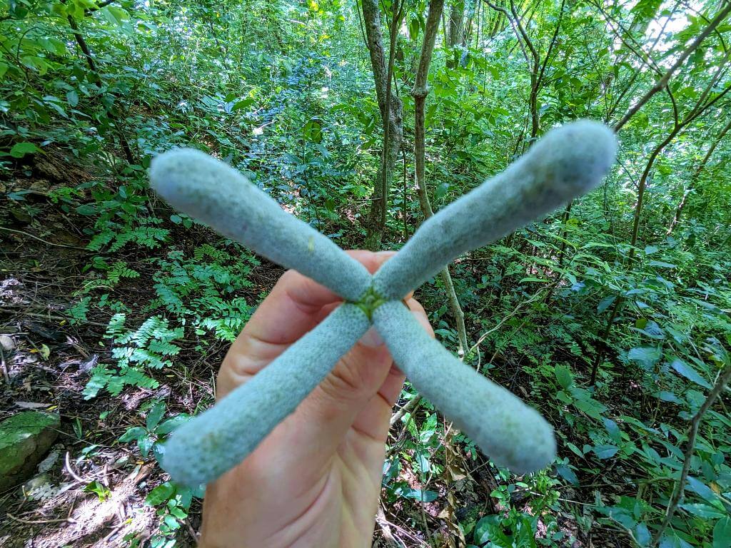Close-up of a star-shaped fruit of the Guarumo (Cecropia spp.), a favored tree of the Three-fingered sloths, captured during the Boquerones Hike in Bajo Caliente, Puntarenas.