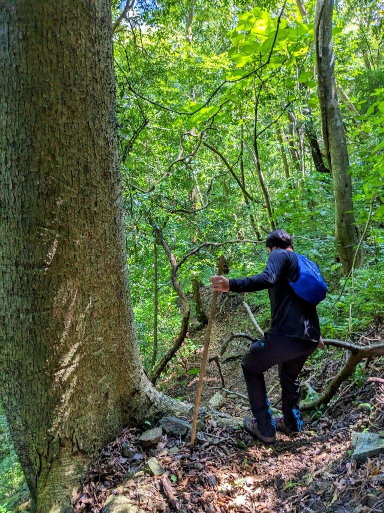 Baquiano leading hikers past a thick Habillo Tree along the Boquerones trail in Bajo Caliente, Puntarenas.