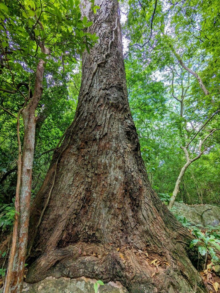 Tall Nispero tree, a protected endangered species, seen along the El Encanto trail.