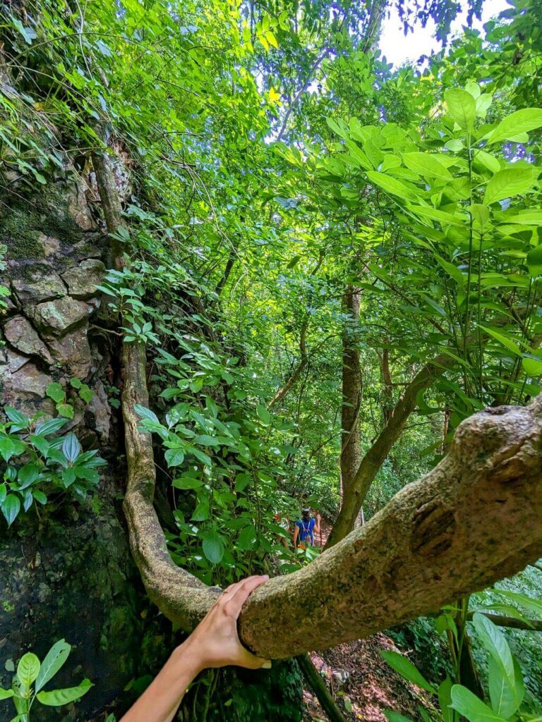 Close-up of a thick vine crossing the trail during the Boquerones Hike in Bajo Caliente, Puntarenas.